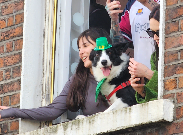 St Patricks Day hond
