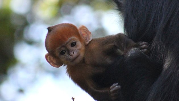 sydney-monkey-born