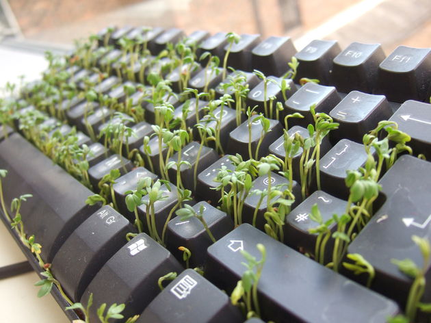 toetsenbord-plant