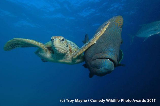 De winnende foto van Troy Mayne.