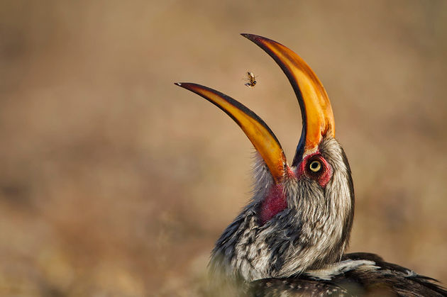 \u00a9 Willem Kruger\/ Wildlive Photographer of the Year