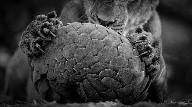 \u00a9 Lance Van De Vyver\/ Wildlive Photographer of the Year