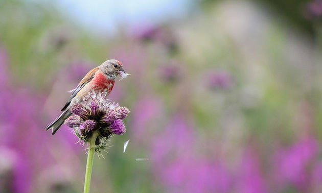 \u00a9 Isaac Aylward\/ Wildlive Photographer of the Year