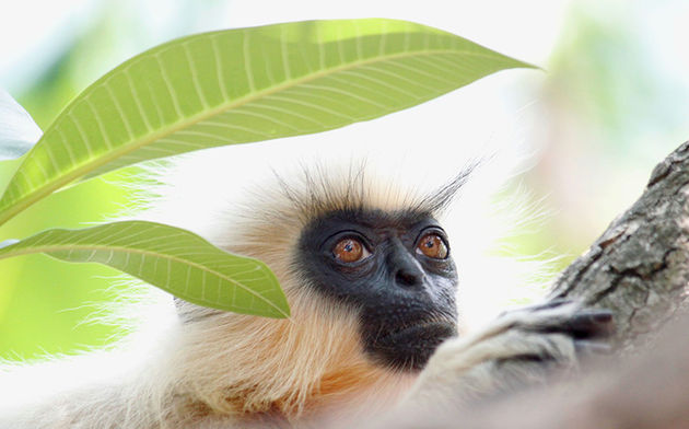 \u00a9 Dhyey Shah\/ Wildlive Photographer of the Year