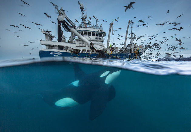 \u00a9 Audun Rikardsen\/Wildlive Photographer of the Year