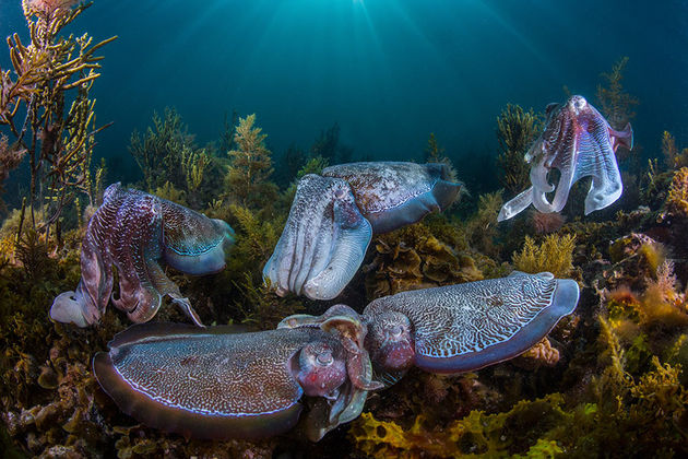 \u00a9 Scott Portelli\/ Wildlive Photographer of the Year